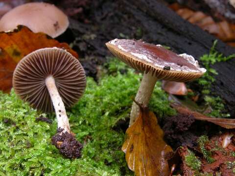 Imagem de Psathyrella artemisiae (Pass.) Konrad & Maubl. 1949