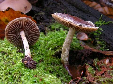 Image of Psathyrella artemisiae (Pass.) Konrad & Maubl. 1949