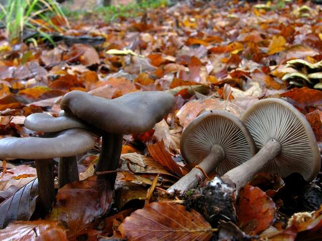 Imagem de Pseudoclitocybe