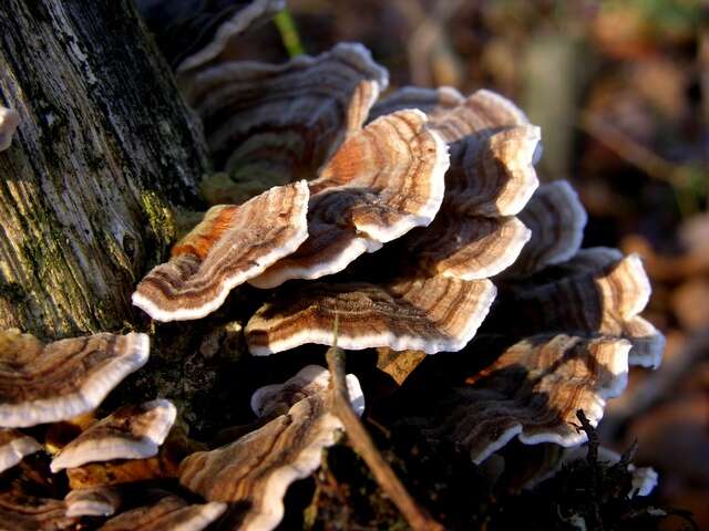 Image of Trametes