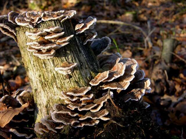 Image of Trametes