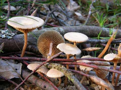 Image of Tubariaceae