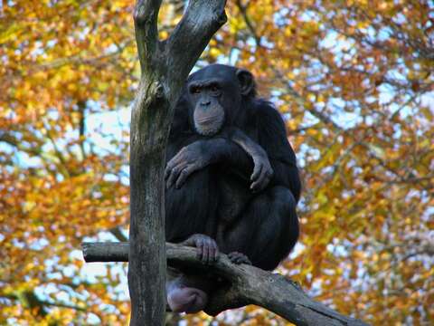 Image of Chimpanzees