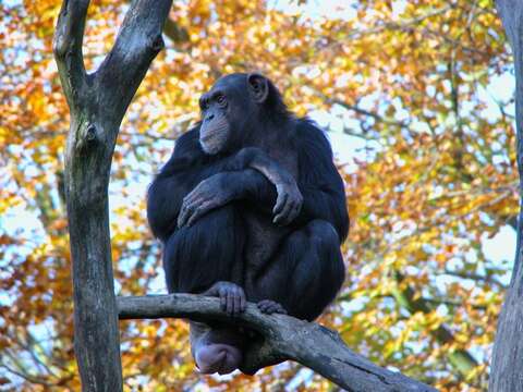 Image of Chimpanzees