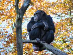 Image of Chimpanzees