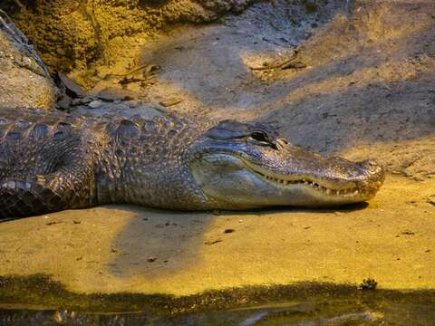 Image of Alligator