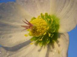 Image of Hellebore