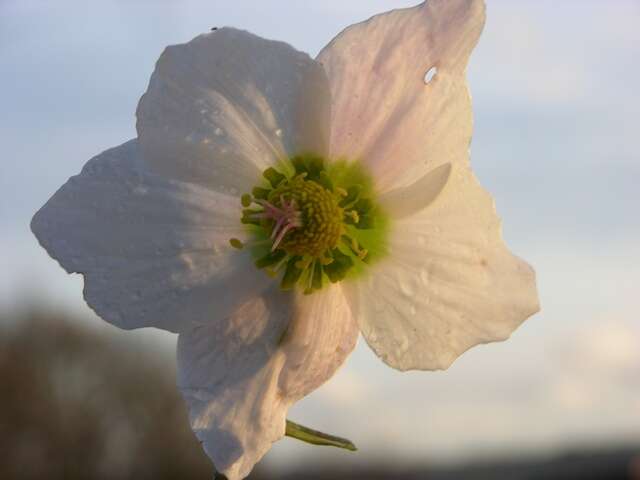 Image of Hellebore