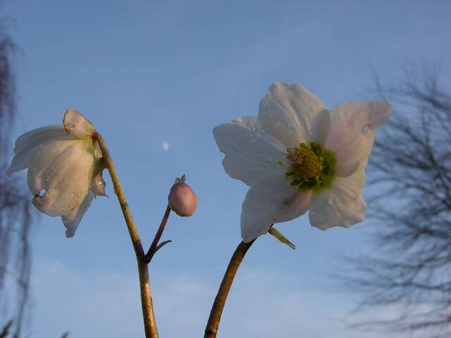 Image of Hellebore