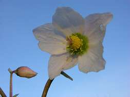 Image of Hellebore