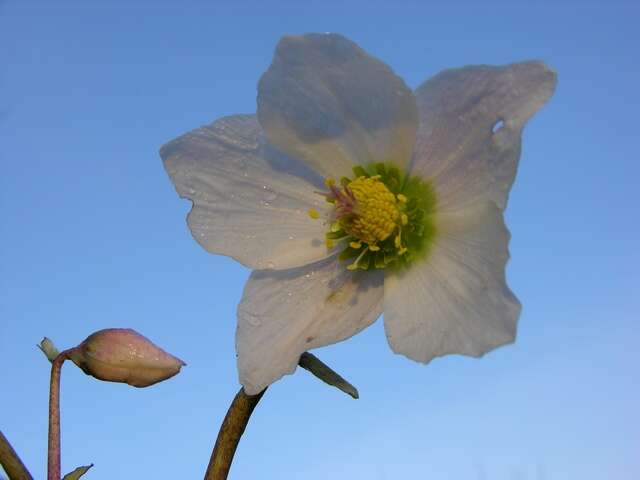 Image of Hellebore