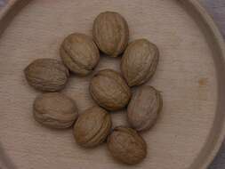 Image of walnut