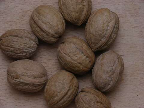 Image of walnut