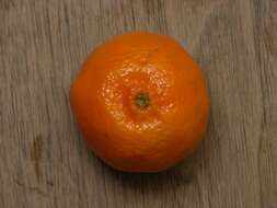 Image of citrus