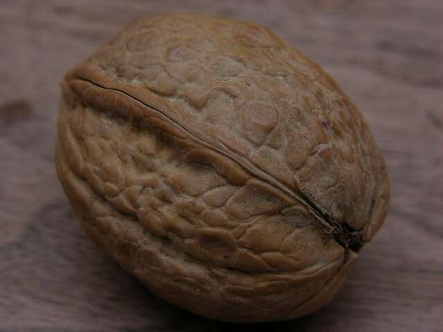 Image of walnut