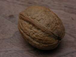 Image of walnut