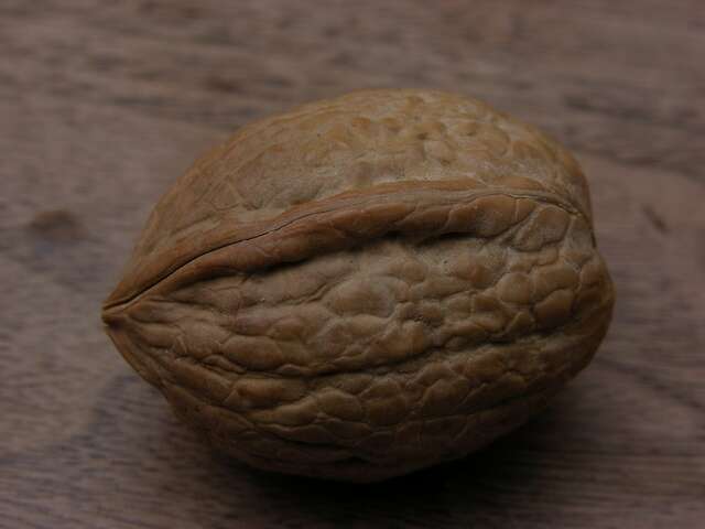 Image of walnut