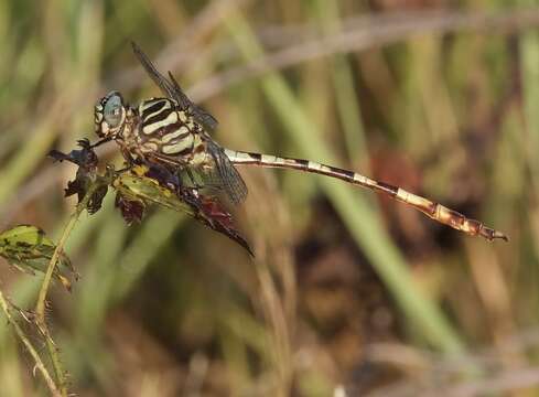 Image of Broad-striped Forceptail