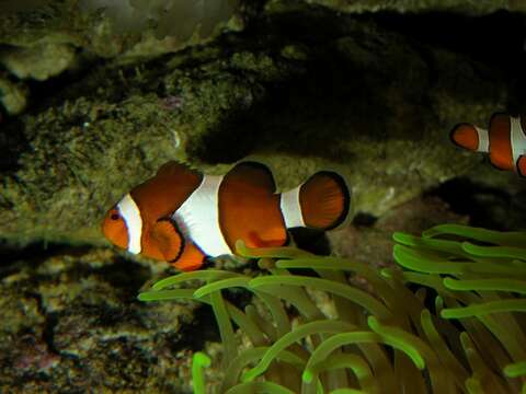 Imagem de Amphiprion