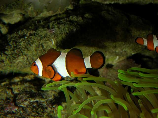 Image of Amphiprion