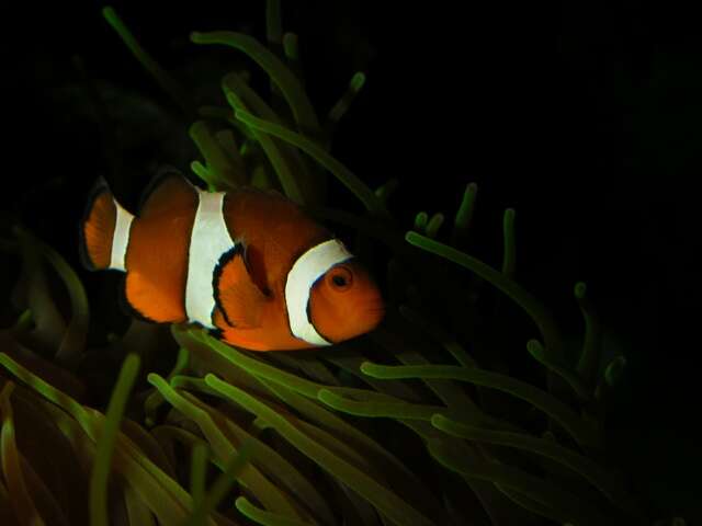 Image of Amphiprion