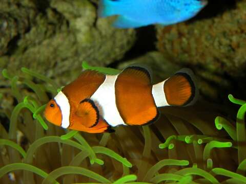 Imagem de Amphiprion