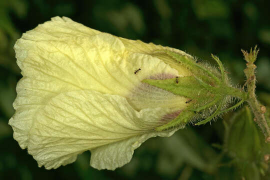 Imagem de Hibiscus diversifolius Jacq.