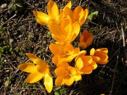 Image of Crocus