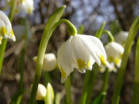 Image of Snowflake plants