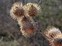 Image of common burdock