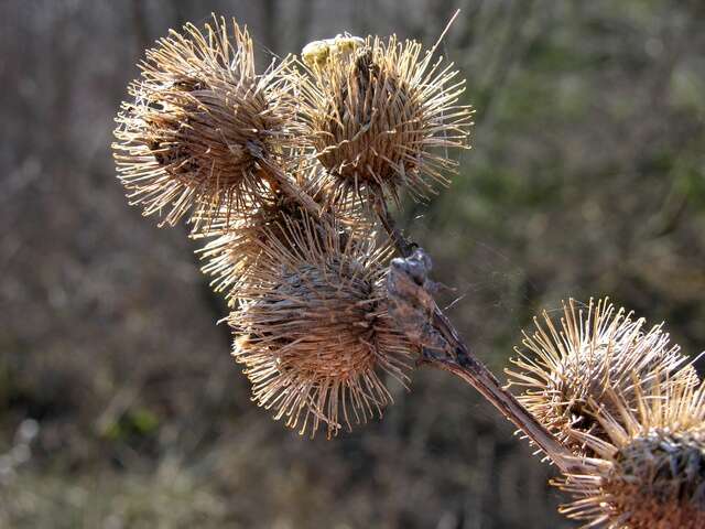 Image of common burdock