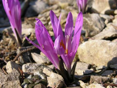 Image of colchicum