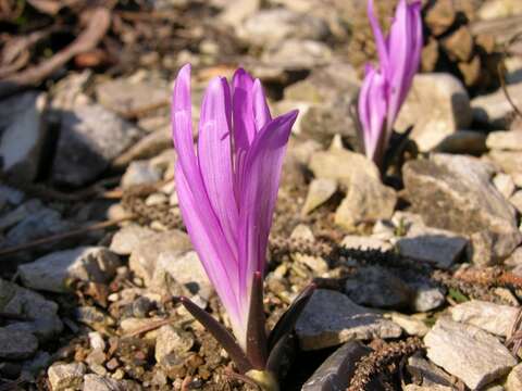 Image of colchicum