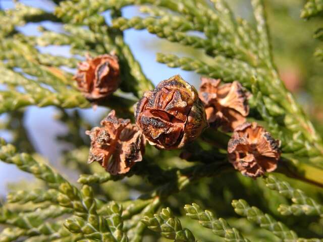 Image of Cypress