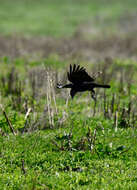 Image of Carrion Crow