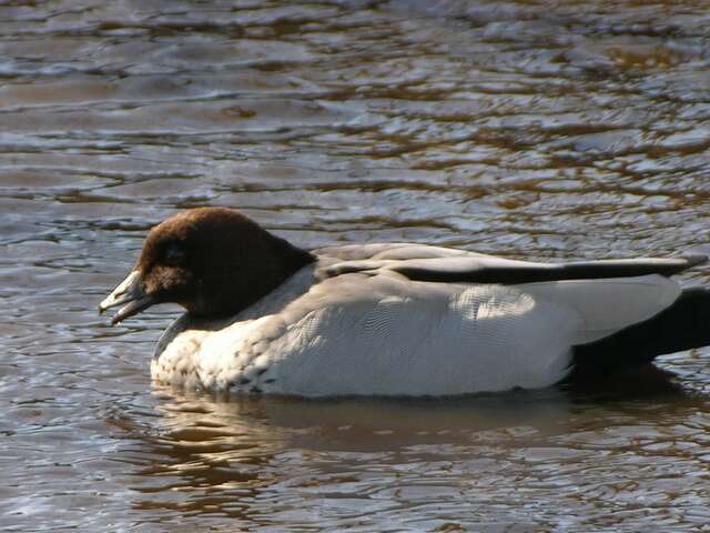 Image of Australian Wood and Finsch's Ducks