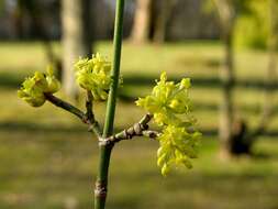 Image of dogwoods