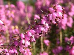 Erica carnea L. resmi