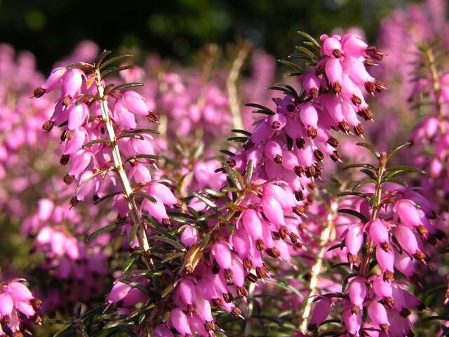 Слика од Erica carnea L.