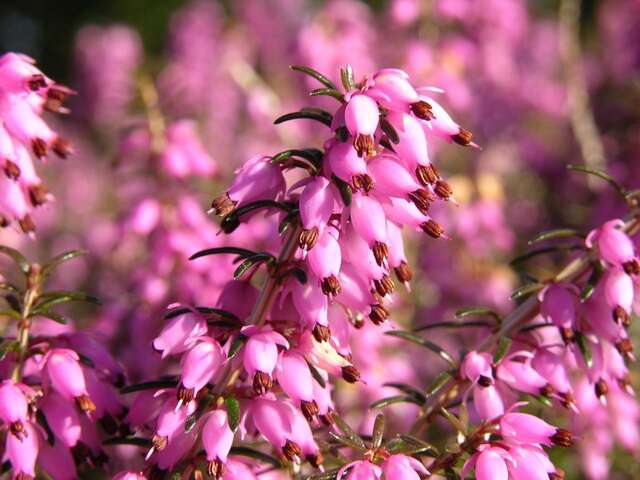 Слика од Erica carnea L.