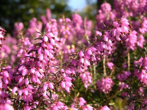 Imagem de Erica carnea L.