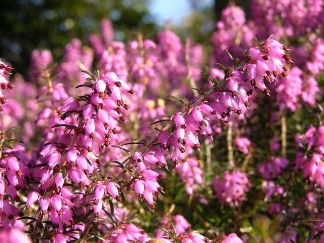 Слика од Erica carnea L.