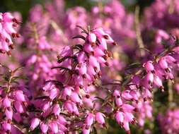 Слика од Erica carnea L.