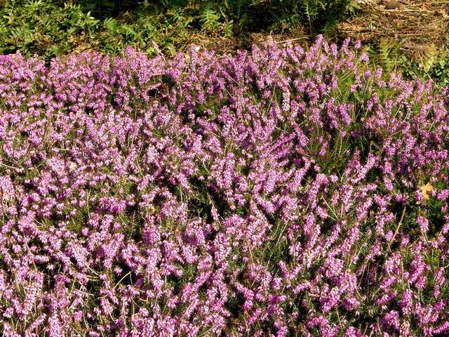 Слика од Erica carnea L.