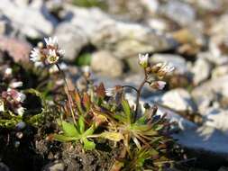 Image of common whitlowgrass