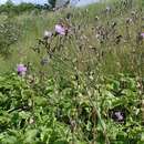 Image de Cicerbita macrophylla (Willd.) Wallr.