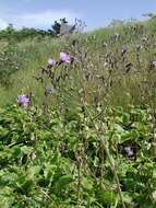 Слика од Cicerbita macrophylla (Willd.) Wallr.