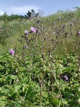 Image of Cicerbita macrophylla (Willd.) Wallr.