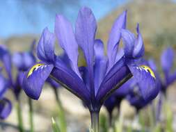 Plancia ëd Iris reticulata M. Bieb.