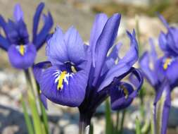 Plancia ëd Iris reticulata M. Bieb.